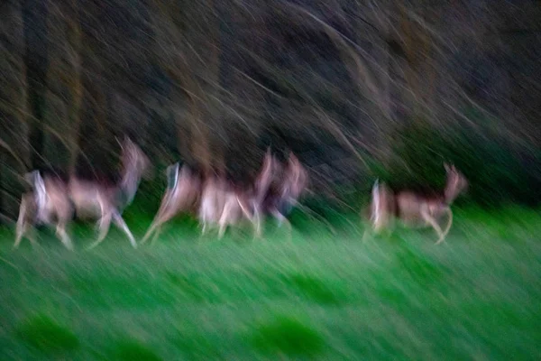 Déplacer l'effet sur le portrait de cerf en cours d'exécution sur fond de forêt comme petroglyph — Photo