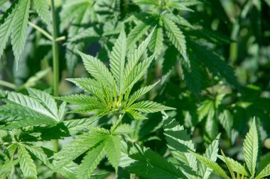 yasal marjuana bitki yakın