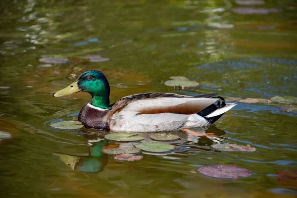 Wild Duck while looking at you — Stock Photo, Image