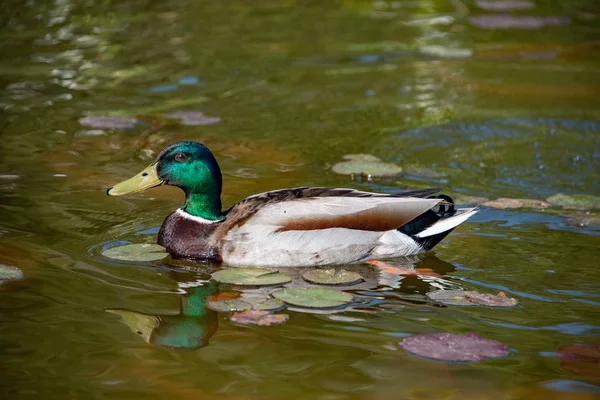 Divoká kachna při pohledu na vás — Stock fotografie