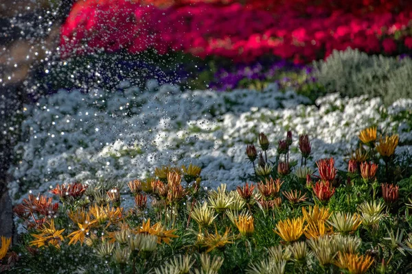 Rega de flores e plantas detalhe de gotas de água — Fotografia de Stock