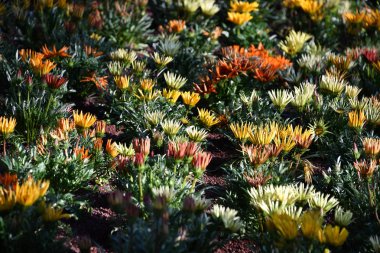 Çiftlik renkli açık çiçek alanı 