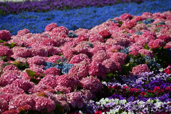 養殖のカラフルな屋外の花のフィールド — ストック写真