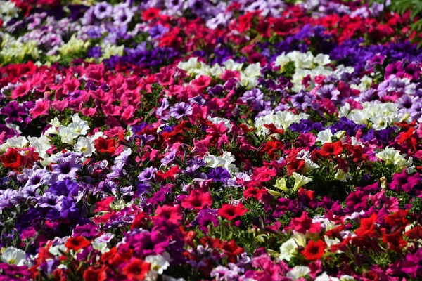 Εκτρεφόμενων πολύχρωμο υπαίθρια λουλούδια πεδίο — Φωτογραφία Αρχείου