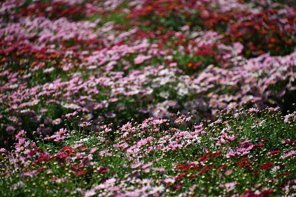 Маргаритка Фермерские красочные открытые цветы поле — стоковое фото