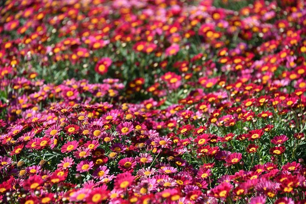 Daisy Farmed kleurrijke buiten bloemen veld — Stockfoto