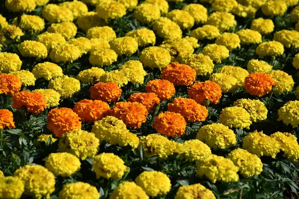 Hodowlanych kolorowe kwiaty odkryte pole — Zdjęcie stockowe