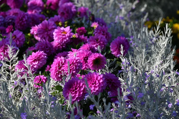 Gekweekte kleurrijke buiten bloemen veld — Stockfoto