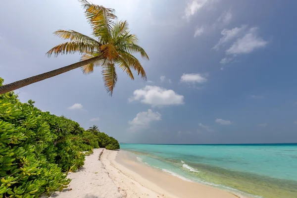 Cocotero en la paradisíaca playa tropical de agua cristalina — Foto de Stock