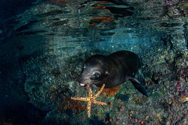 Speelse puppy zeeleeuw zegel onderwater bedrijf seastar — Stockfoto