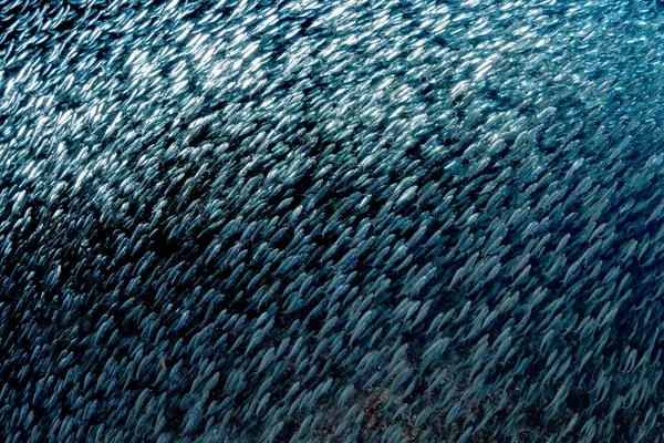 Sardinha escola de peixe bola isca subaquática — Fotografia de Stock