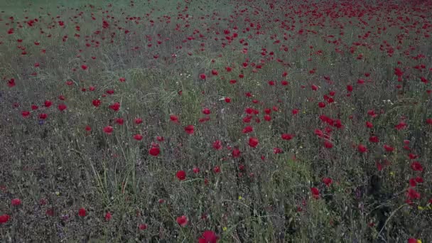 Roter Mohn Feld Luftaufnahme Panoramalandschaft — Stockvideo