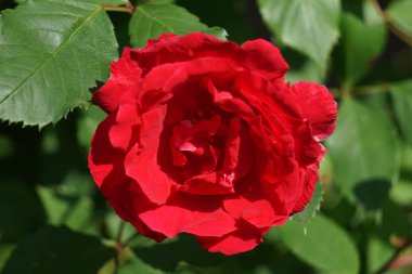 graden ayrıntılı olarak gül çiçek