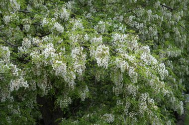 akasya ağacı beyaz çiçekler yakın çekim