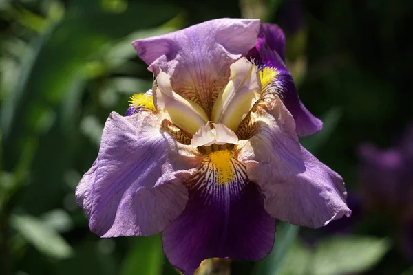 Iris Fiori Viola Vicino — Foto Stock