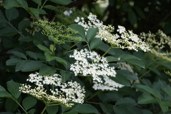 Holunder Weiße Blüten Detail — Stockfoto