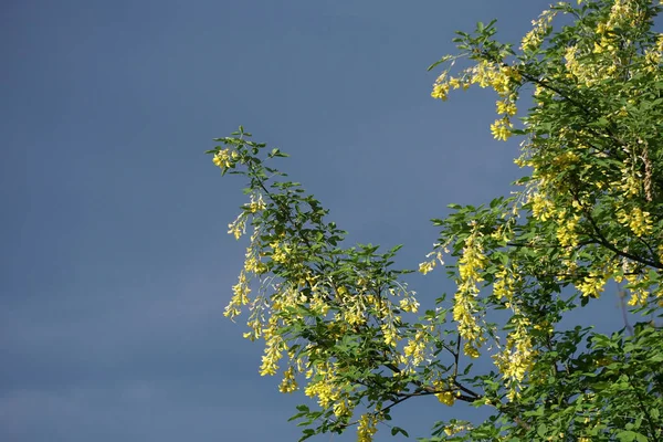 Дерево Лабурум Жовті Квіти Небі — стокове фото