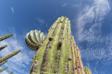 Baja California çöl kaktüsü 