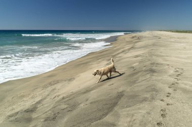 Beyaz köpek, Baja California, Meksika 'da Pasifik Okyanusu sahilinde.