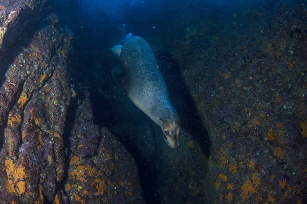 Welpe Seelöwe unter Wasser kommt zu Ihnen — Stockfoto