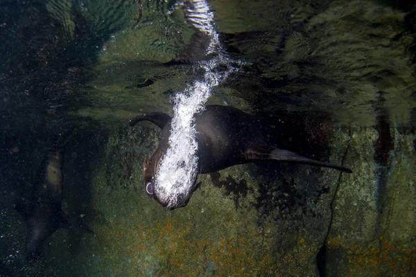 Welpe Seelöwe unter Wasser kommt zu Ihnen — Stockfoto