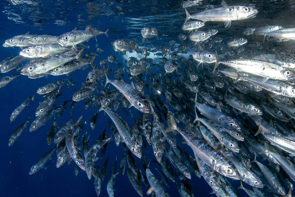 Pruhovaný lov mečouna v sardinkové návnadě míč v Pacifickém oceánu — Stock fotografie
