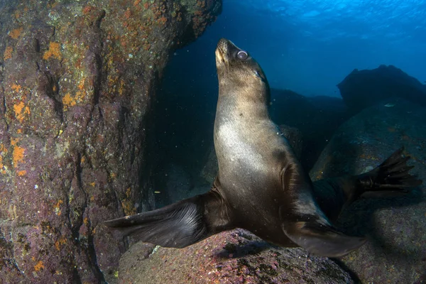 Welpe Seelöwe unter Wasser kommt zu Ihnen — Stockfoto