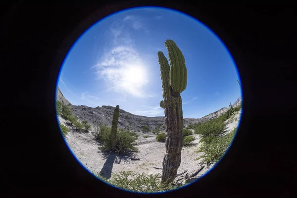 バハカリフォルニア砂漠サボテン — ストック写真