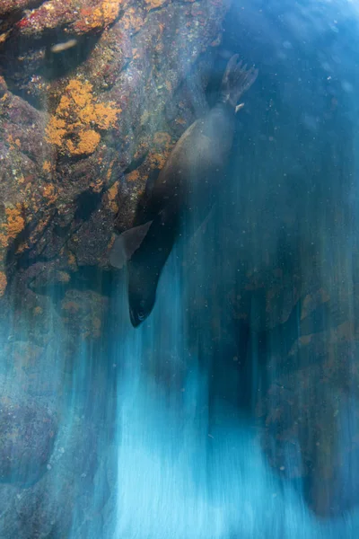 Cachorro leão marinho subaquático chegando a você — Fotografia de Stock