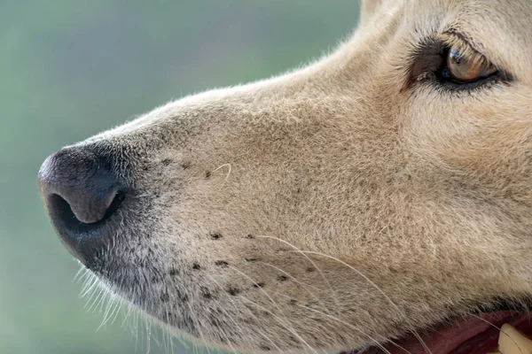 Perro blanco en rocas del desierto en Baja California México —  Fotos de Stock