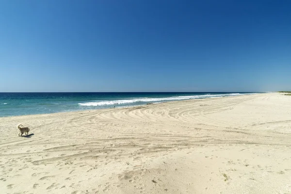 Biały pies na białym piasku Pacyfiku ocean plaży w Baja Kalifornii Meksyk — Zdjęcie stockowe