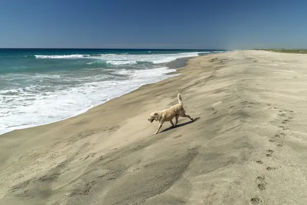 White dog on white sand pacific ocean beach in baja california mexico — Stock Photo, Image