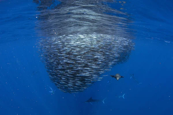 Полосатый марлин охотится на сардинских приманках в Тихом океане Стоковое Изображение