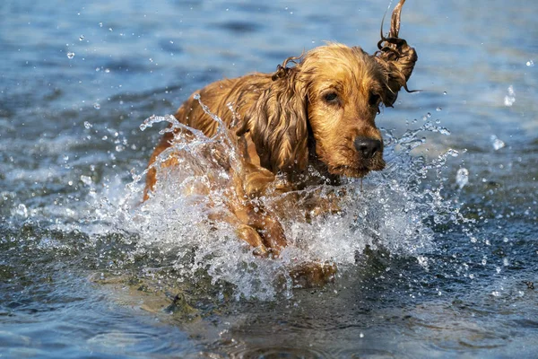 Cachorro cocker spaniel correndo na água — Fotografia de Stock