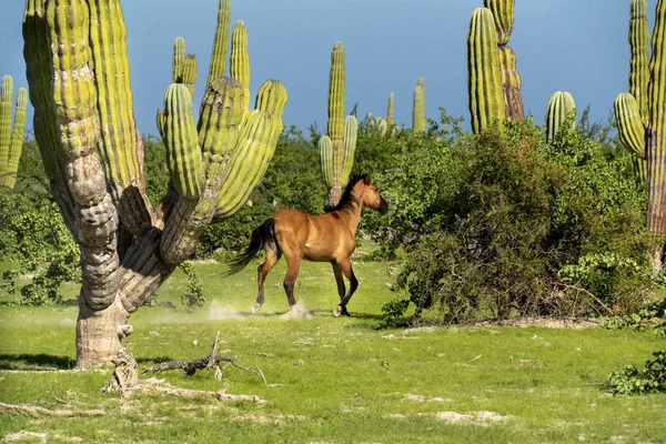 在大仙人掌上奔跑的马在沙漠中奔跑 — 图库照片