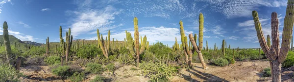 Baja califórnia sur cacto gigante no deserto — Fotografia de Stock