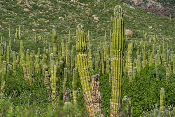 Baja california sur obří kaktus v poušti — Stock fotografie