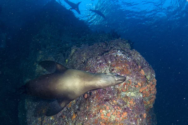 sea lion seal underwater while diving galapagos