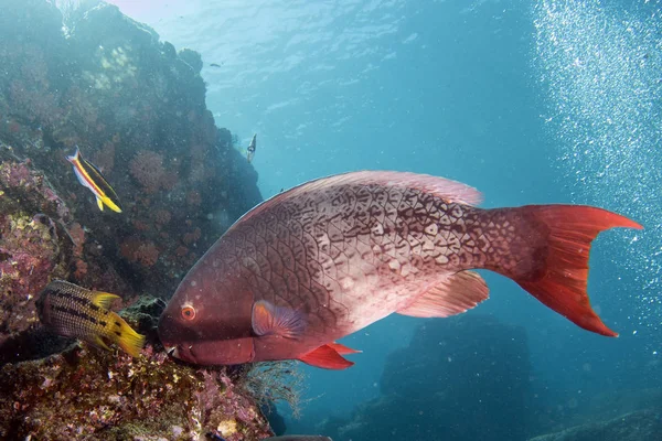 Pesce pappagallo rosa sott'acqua mangiare corallo — Foto Stock