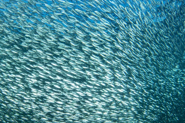 Sardine school van vissen onderwater close-up — Stockfoto