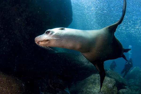 Lachtan těsnění pod vodou při potápění Galapágy — Stock fotografie