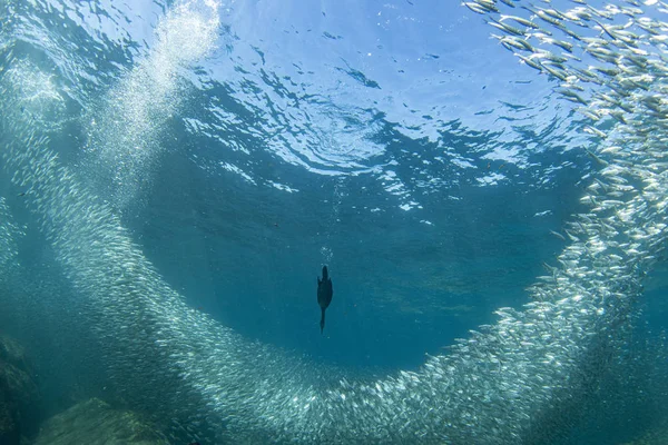 Corvo-marinho enquanto a pesca subaquática em bola isca — Fotografia de Stock