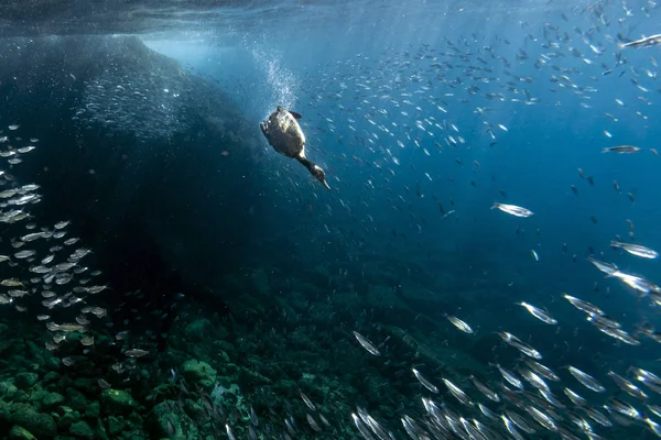 Cormorant while fishing underwater in bait ball — Stock Photo, Image