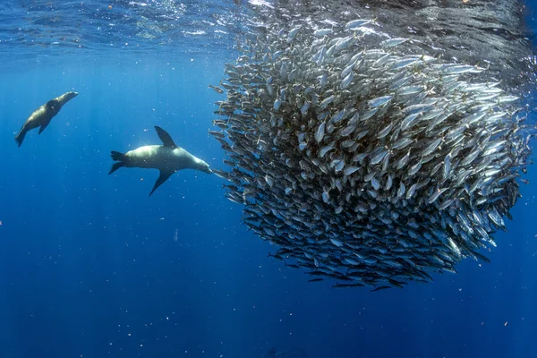 Sea lion hunting in sardine bait ball in pacific ocean