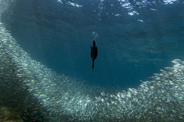 Kormoran podczas połowów podwodne przynęta piłka — Zdjęcie stockowe