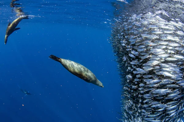 Zeeleeuwenjacht in sardinebal in de Stille Oceaan — Stockfoto