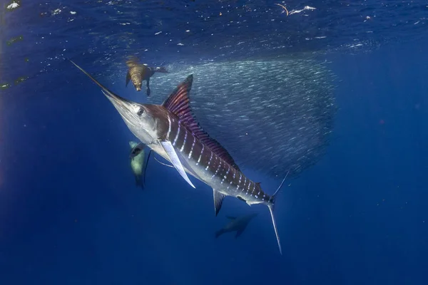 Espadim listrado e caça de leões marinhos em bola de isca de sardinha no oceano pacífico — Fotografia de Stock