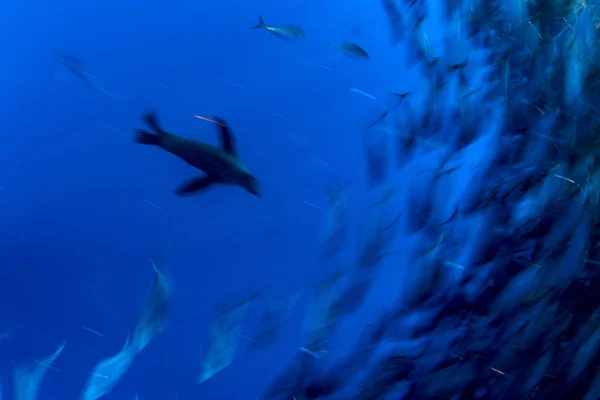 Caça de leões marinhos em bola de isca de sardinha no oceano pacífico — Fotografia de Stock
