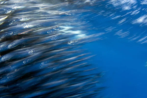 Striped marlin hunting in sardine bait ball in pacific ocean — Stock Photo, Image