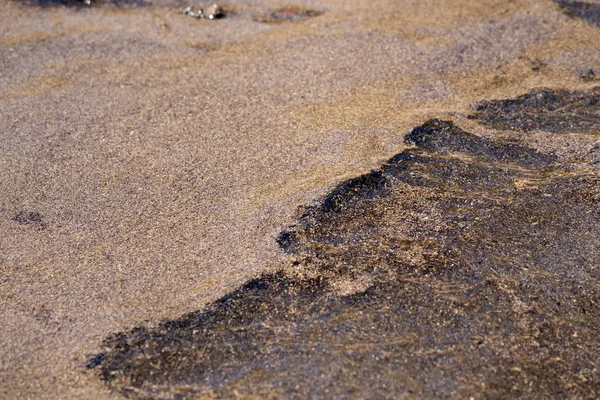 Sargasso-Algen am Strand von Mexiko — Stockfoto